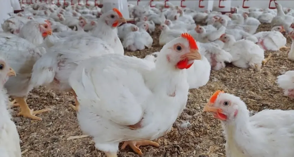 شعبة الدواجن تدعو لتفعيل البورصة السلعية لضبط السوق