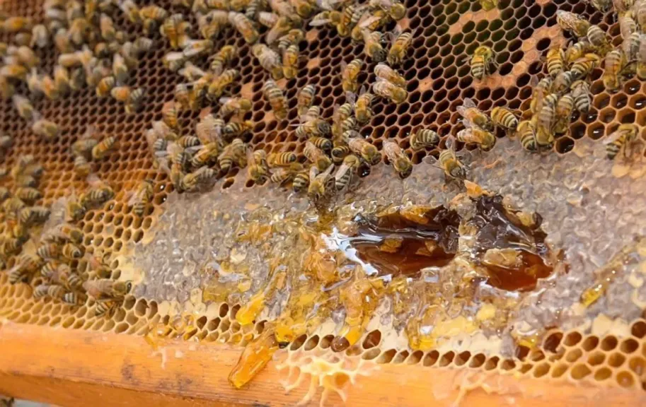 طرق اختيار أفضل مواقع مناحل العسل لزيادة الإنتاج
