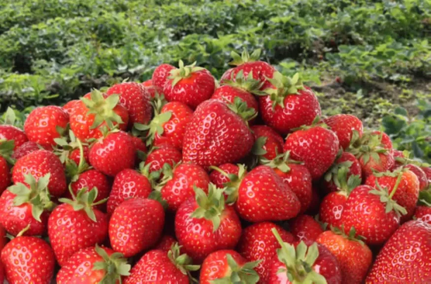 كيف يتعامل مزارعو الفراولة المصرية مع أزمة الأسعار الحالية؟