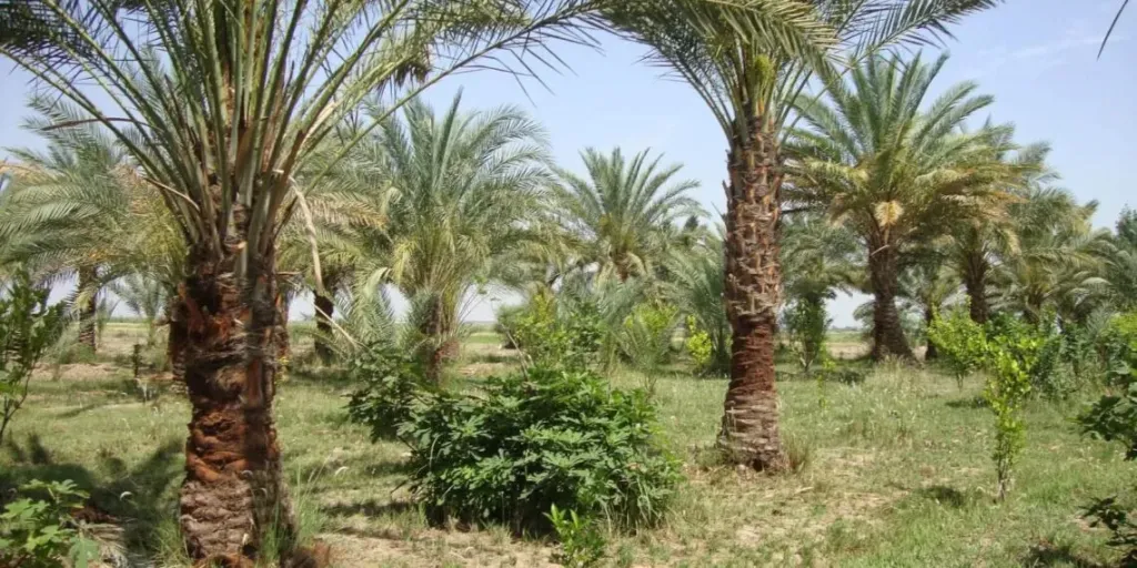 خطوات حماية النخيل في الشتاء.. دليل الخبراء لموسم إنتاج آمن