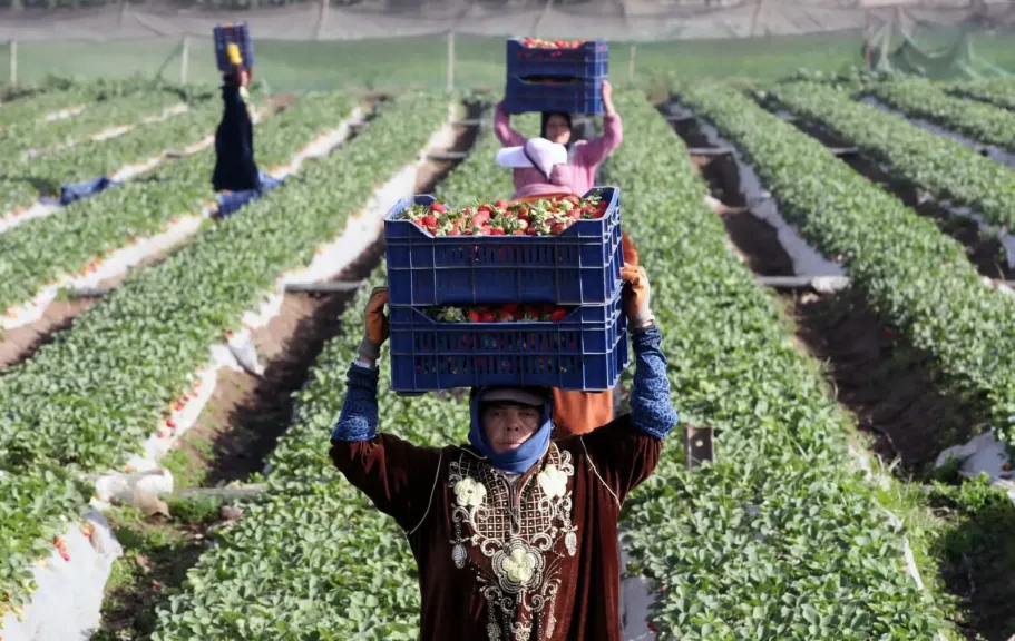 الزراعة توضح أزمة الفراولة وتكشف أسباب تراجع الأسعار