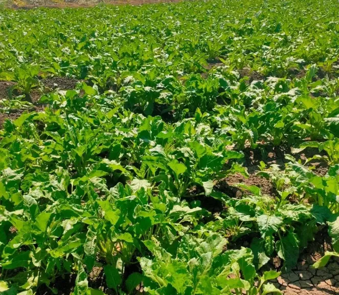 بنجر السكر يغير خريطة الإنتاج الزراعي في الشرقية