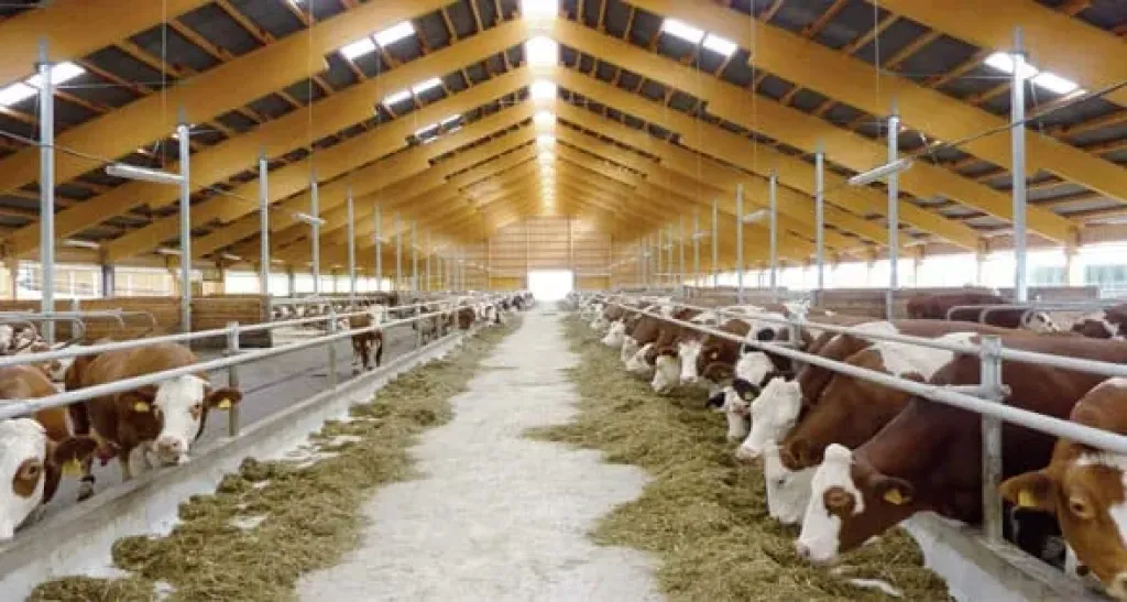 بأسهل طريقة.. تعرف على خطوات التأمين على الماشية