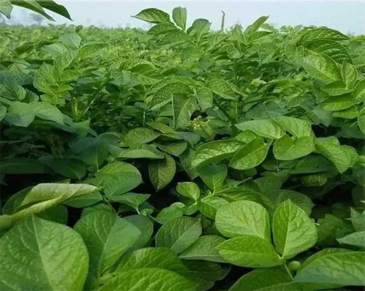 إرشادات زراعية مهمة لضمان نجاح تحسين إنتاجية البطاطس