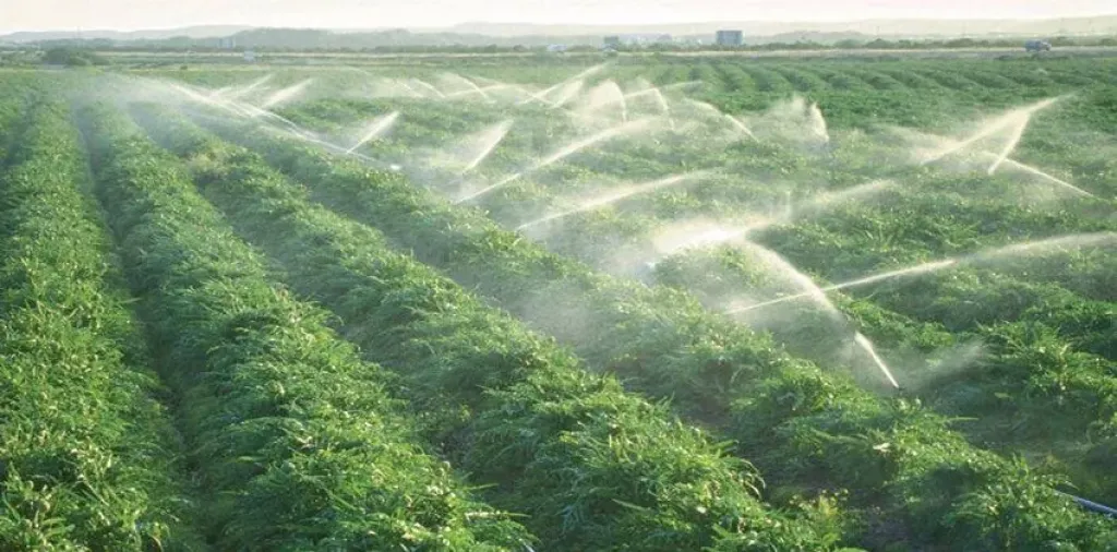 التكثيف الزراعي يفضح إهدار الموارد ويفتح باب المكاسب