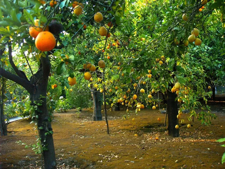 صادرات مصر الزراعية تتجاوز 8.5 مليون طن وسط توسع بالأسواق العالمية