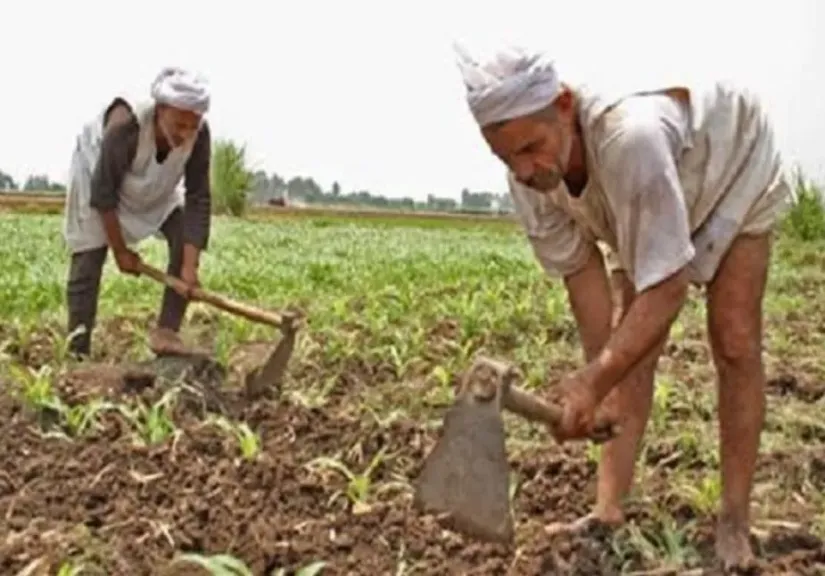 أزمة أسمدة الفلاحين تهدد إنتاج المحاصيل الصيفية