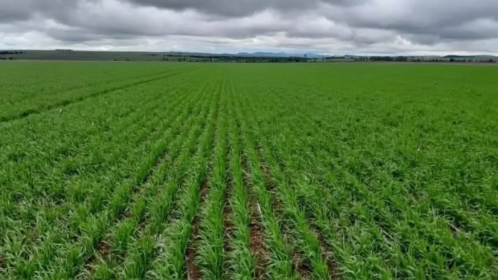 الزراعة تكشف أسرار نجاح قواعد التفريع في القمح