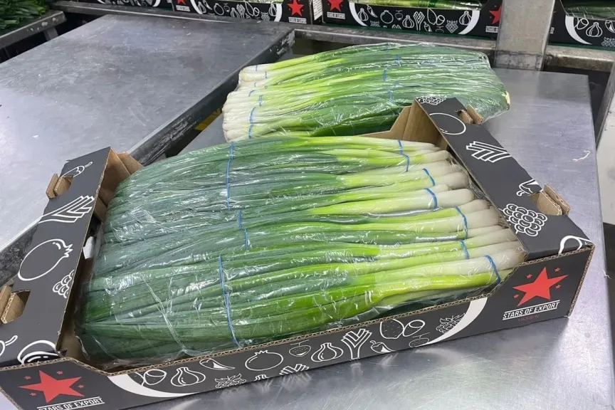 ارتفاع إنتاج البصل الاخضر المصري هذا الموسم