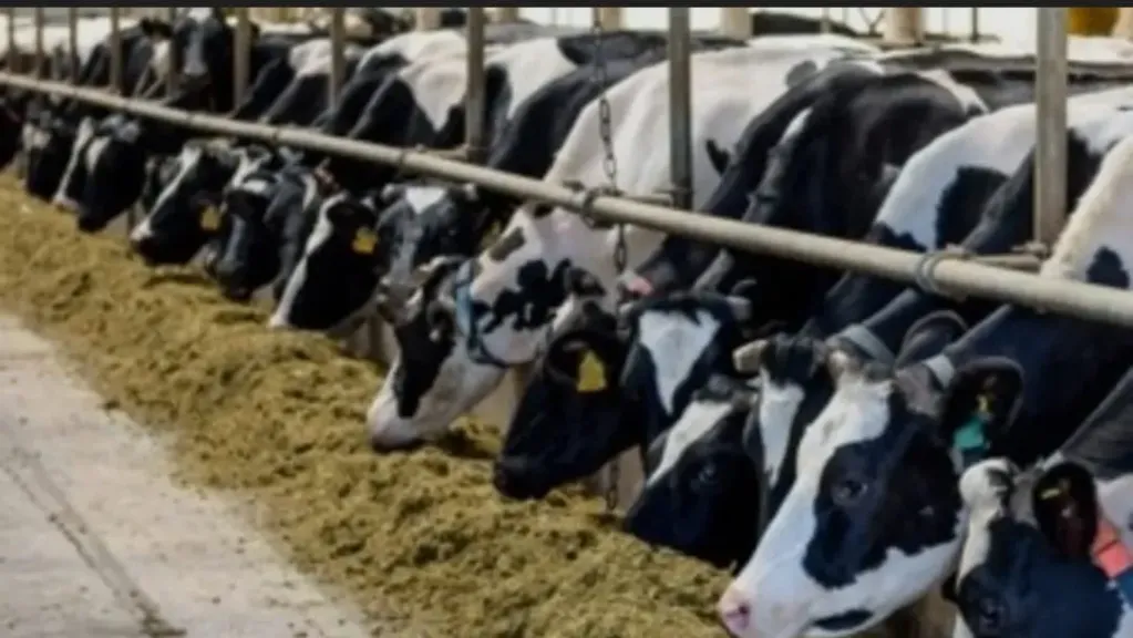 برد الشتاء يهدد ماشيتك.. إرشادات بيطرية عاجلة للمربين