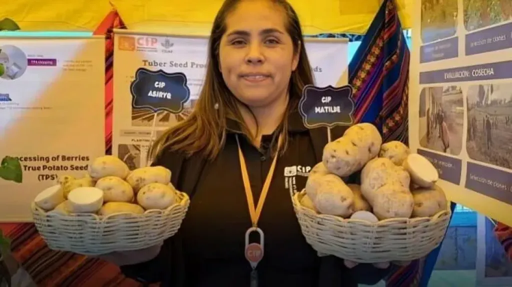 مصر تعتمد صنف بطاطس بيرو لمقاومة اللفحة المتأخرة