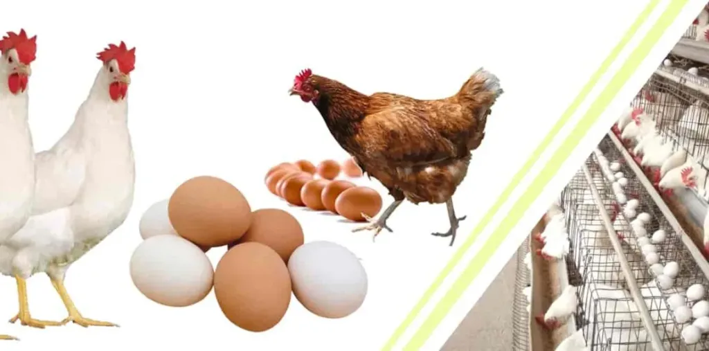 أسعار الدواجن والكتاكيت والبيض اليوم الخميس 4- 12 -2025