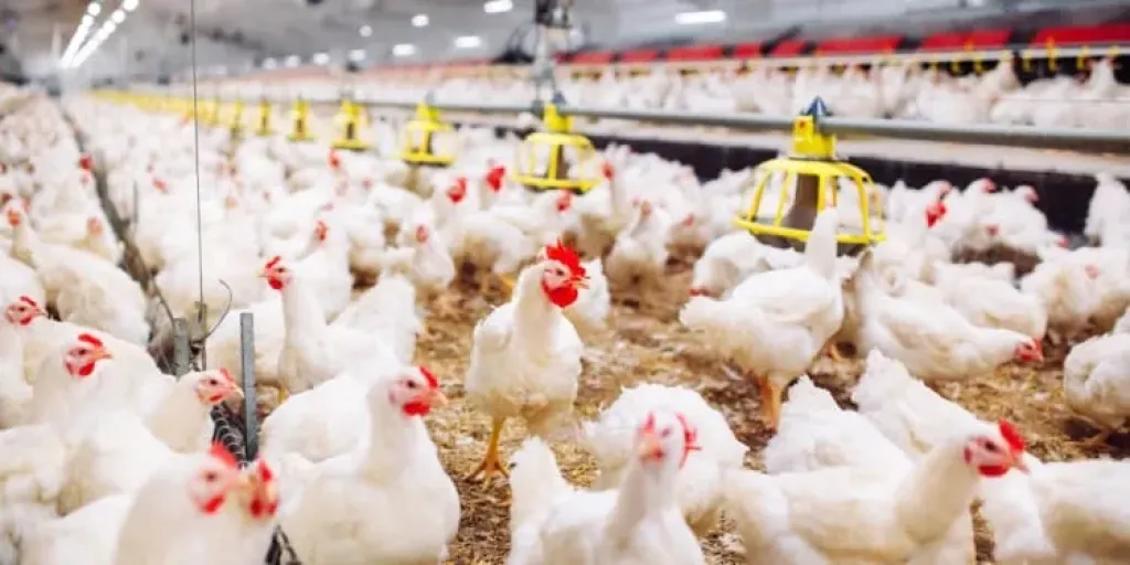 صناعة الدواجن: 3.5 مليون عامل و200 مليار جنيه استثمارات القطاع