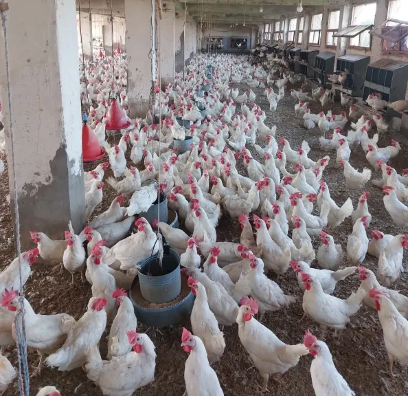 «الزراعة»: حملة لتوعية مربي الدواجن بإجراءات الأمن الحيوي