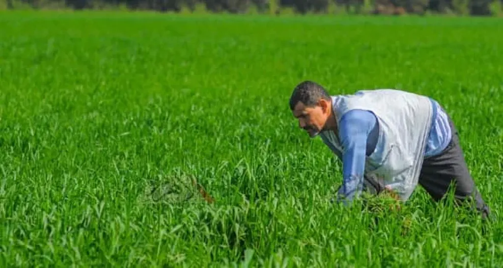 كيفية مواجهة مخاطر تغير المناخ على زراعة القمح