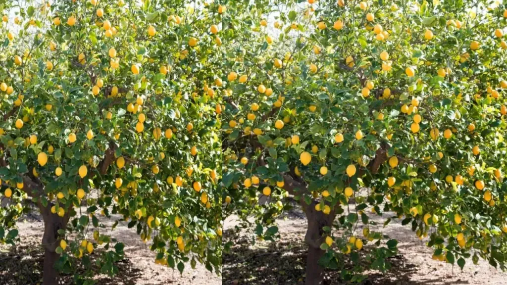 تركيا تستأنف شحنات الليمون إلى روسيا مع ارتفاع الأسعار