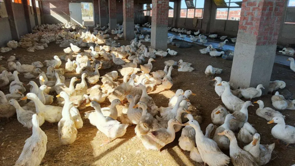 إرشادات علمية لرفع كفاءة تغذية البط في المزارع