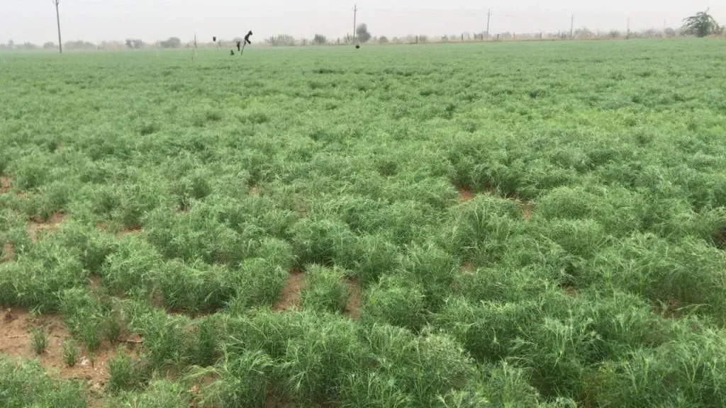 التوصيات الفنية لمكافحة الحامول في البرسيم المصري والحجازي «ملف كامل»