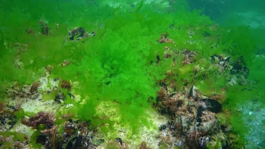 الطحالب البحرية.. فوائد ودور مهم لتحسين مقاومة النبات للإجهاد  «ملف كامل»