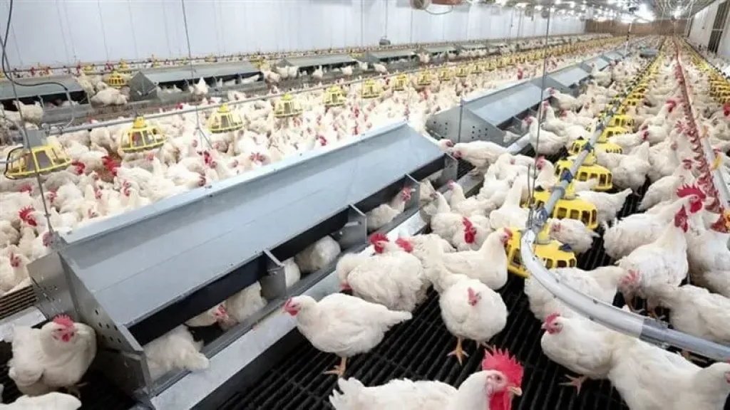 الدواجن السردة بين الغش التجاري وخطر التسمم الغذائي