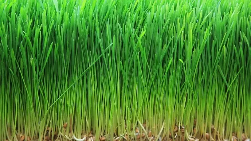 خبراء يكشفون أحدث التوصيات لنجاح زراعة الشعير في ديسمبر