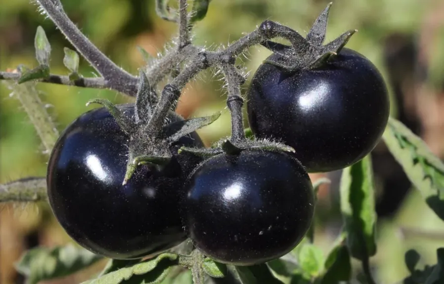 مصر تدخل عالم الطماطم السوداء بتجارب زراعية ناجحة