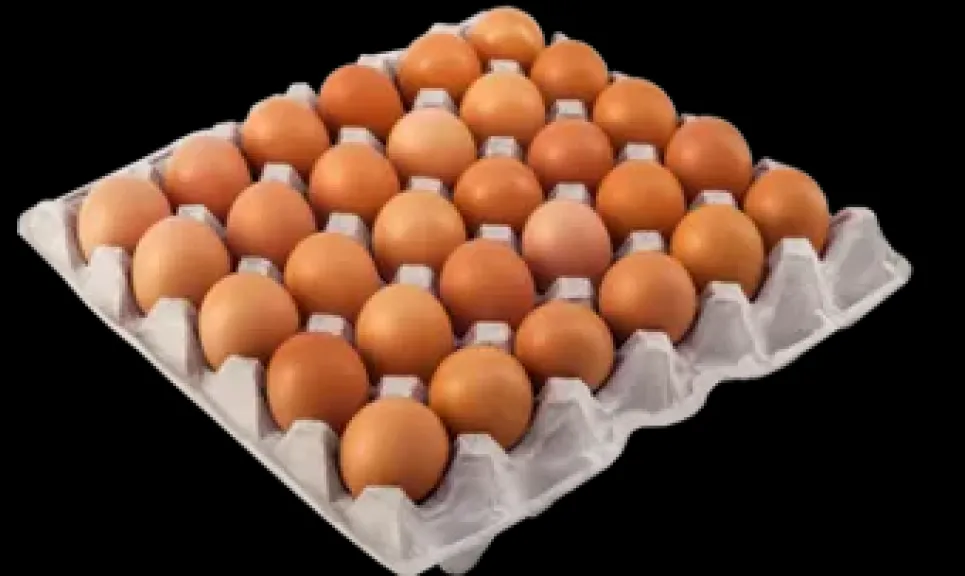 أسعار البيض اليوم السبت 6 - 12 - 2025 في المزارع والشركات
