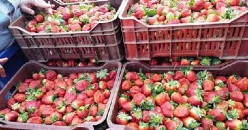 حصاد الفراولة.. تفاؤل بين المزارعين وانتعاش للعمالة الموسمية بالقري