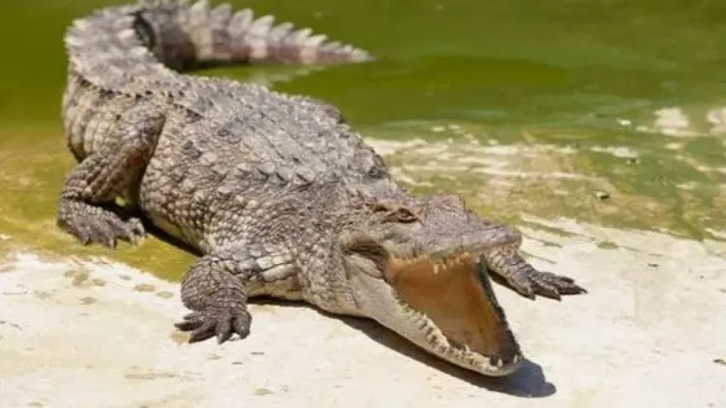 حديقة حيوان الجيزة تكشف الستار عن الحيوانات الأكثر ندرة في العالم