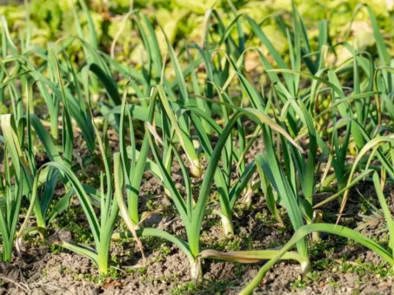 الاستعداد الشتوي يحمي المحاصيل ويضمن استقرار الإنتاج