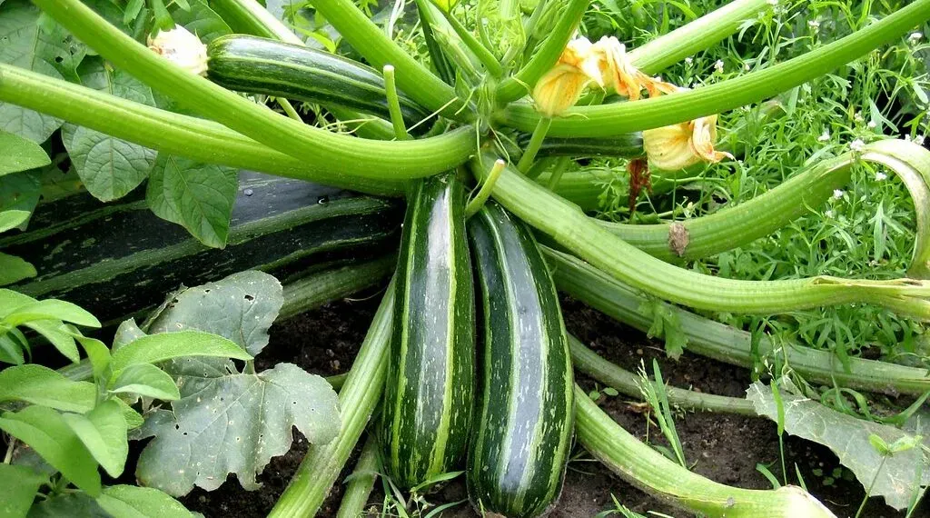 تعرف على فوائد الكوسة وأهميتها في الوقاية من الأمراض