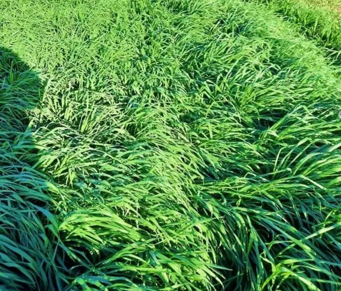 التسويح في القمح يربك الحقول وأبحاث المناخ تشرح الحقيقة