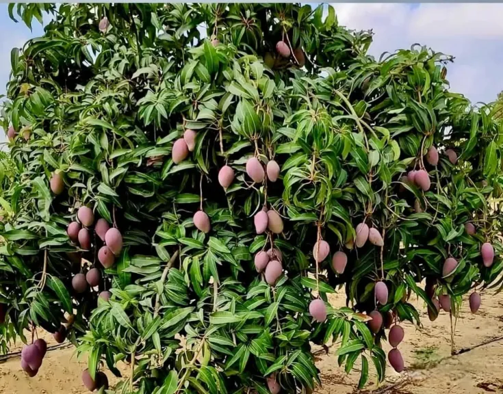 شتاء 2025 والصقيع يشعلان مخاوف الفلاحين قبل الموسم