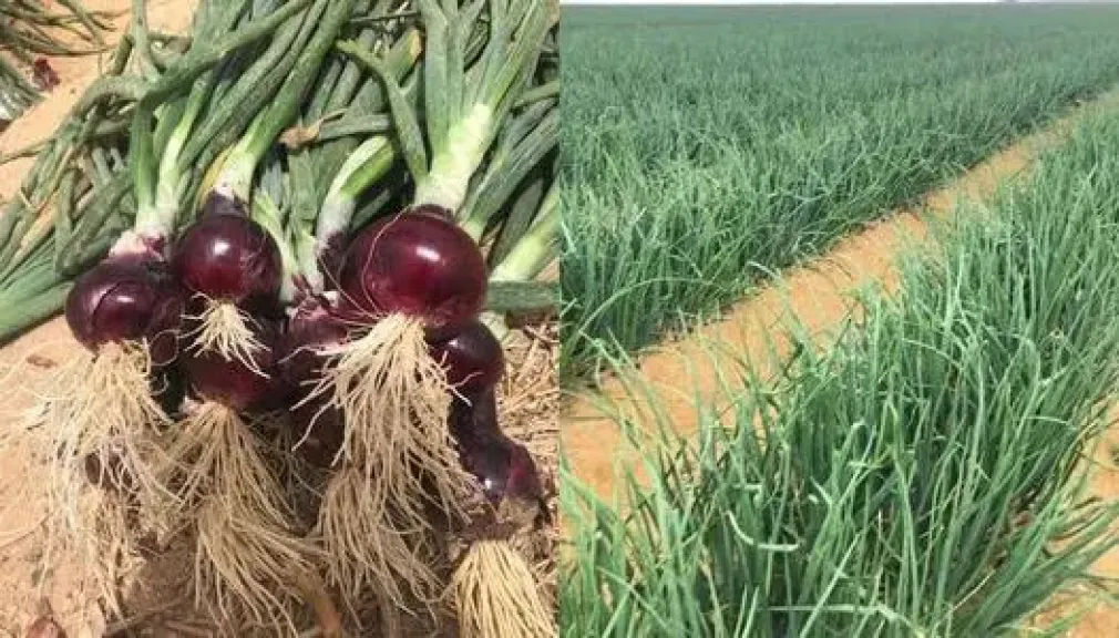 توصيات ديسمبر للبصل… خريطة زراعية تحمي المحصول