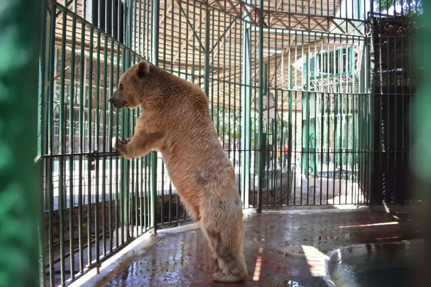 تطوير حديقة الحيوان يطلق مرحلة جديدة لرفاهية الحيوانات