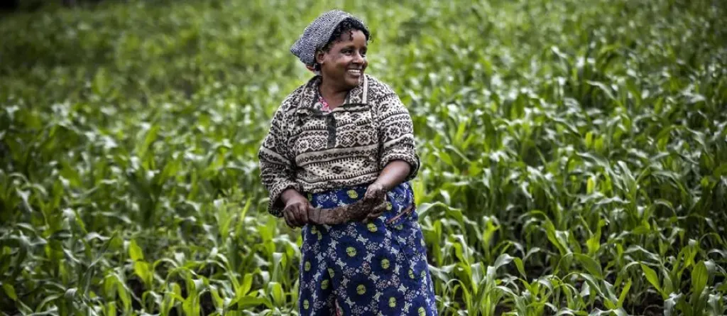 التجفيف الشمسي في كينيا يدعم المزارعين في مواجهة خسائر ما بعد الحصاد