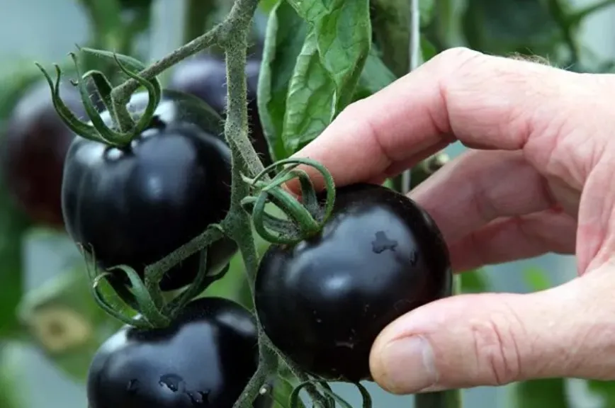 كل ما تريد معرفته عن الطماطم السوداء.. الفاكهة النادرة التي بدأت زراعتها في مصر