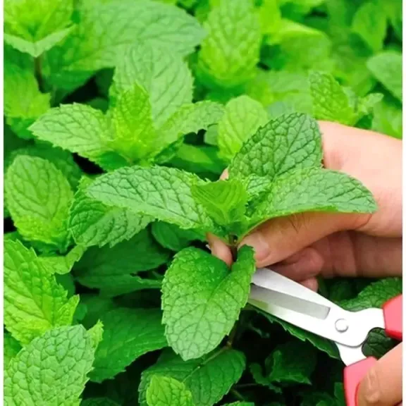 متبقيات المبيدات تهدد صادرات النعناع