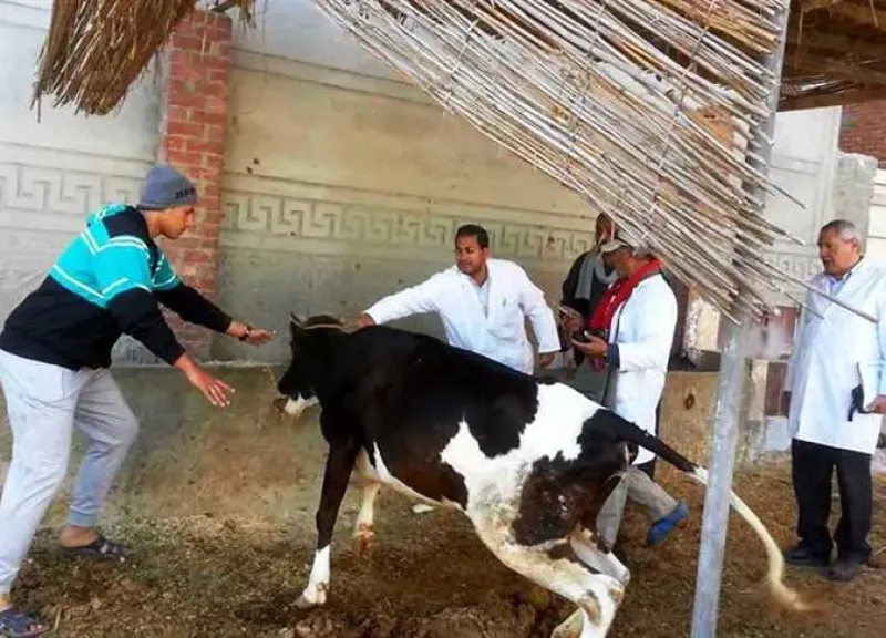 الزراعة تكشف خطة الطوارئ لمواجهة الحمى القلاعية