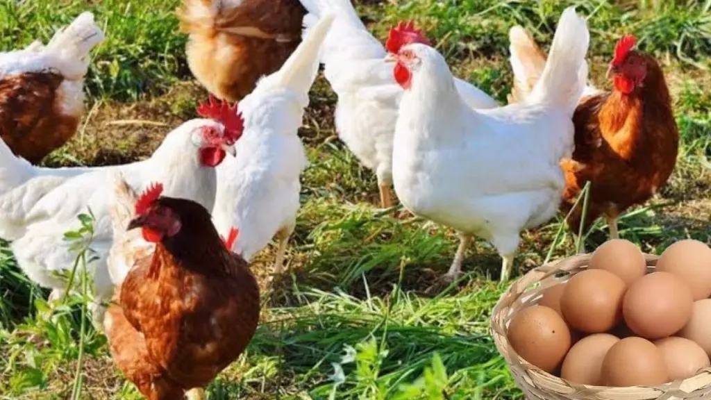 أسعار البيض والفراخ والكتاكيت في مصر اليوم الثلاثاء
