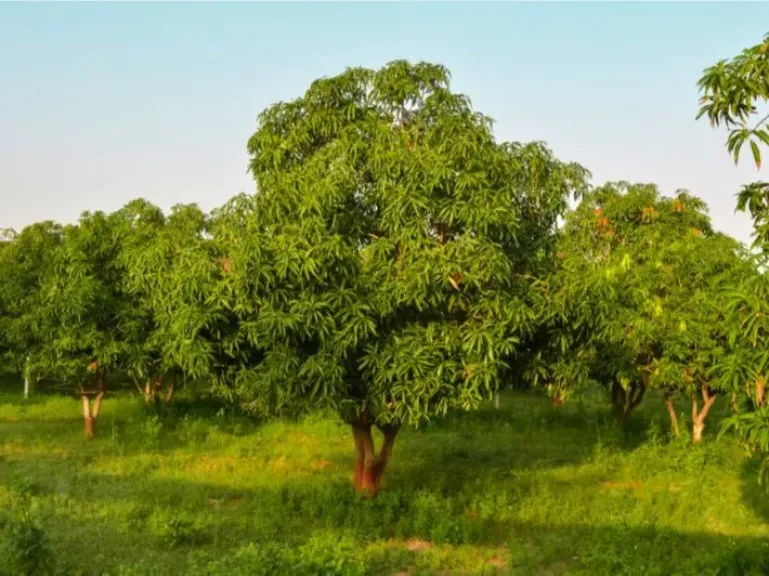 الخدمة الشتوية لأشجار المانجو تحمي البراعم من أضرار البرد