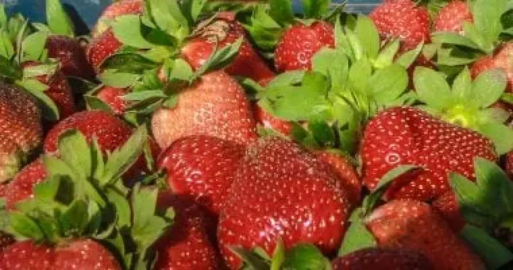 تحذيرات عاجلة تهدد مستقبل زراعة الفراولة في الموسم الجديد