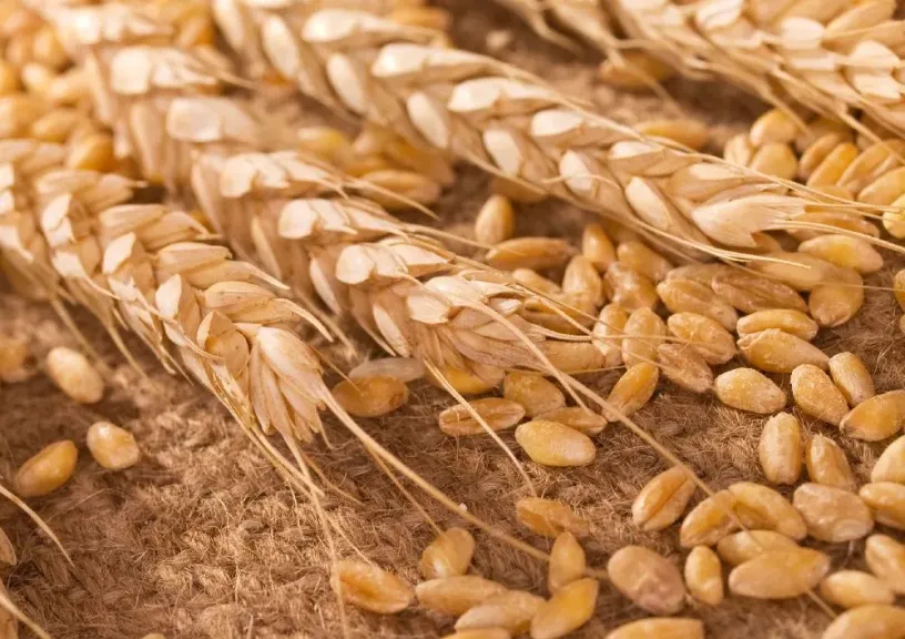 إلغاء رسوم التصدير يفشل في وقف تراجع شحنات الحبوب الروسية