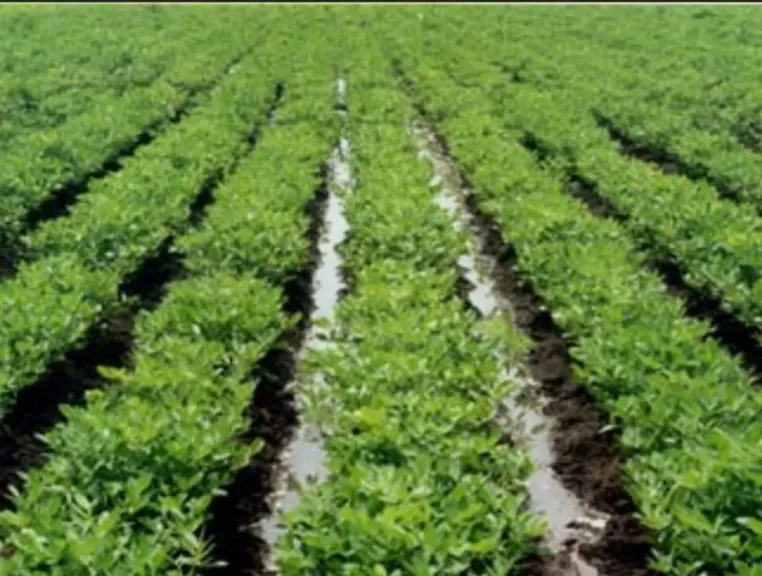 لمزارعي الفول البلدي: توصيات فنية هامة لمواجهة الأمطار وبرودة ديسمبر