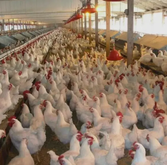 موجات البرد تضرب مزارع الدواجن.. تعرف على طرق الوقاية