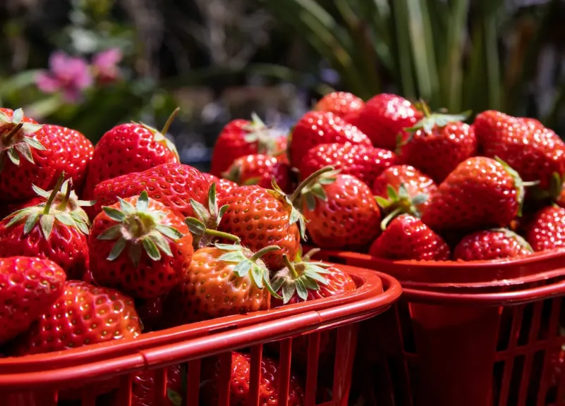صادرات الفراولة المصرية تسجل ارتفاعا استثنائيا بدعم من قفزة الطلب الروسي