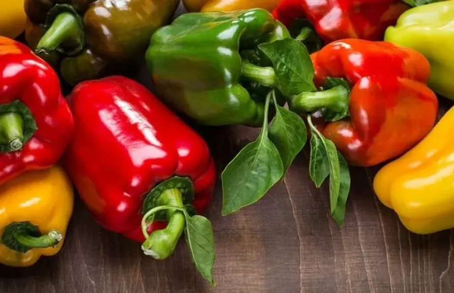 المغرب يعزز صادرات الفلفل الحلو إلى مستوى قياسي جديد