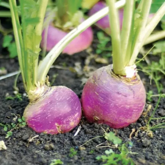 دليل شامل لفوائد اللفت وتأثيره على صحة الجسم