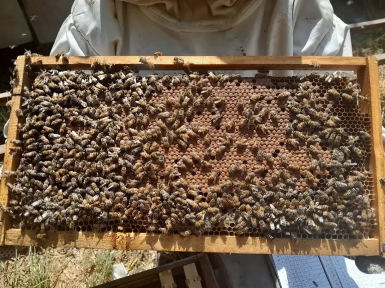 البرواز القشاش يغير مستقبل إنتاج العسل المصري