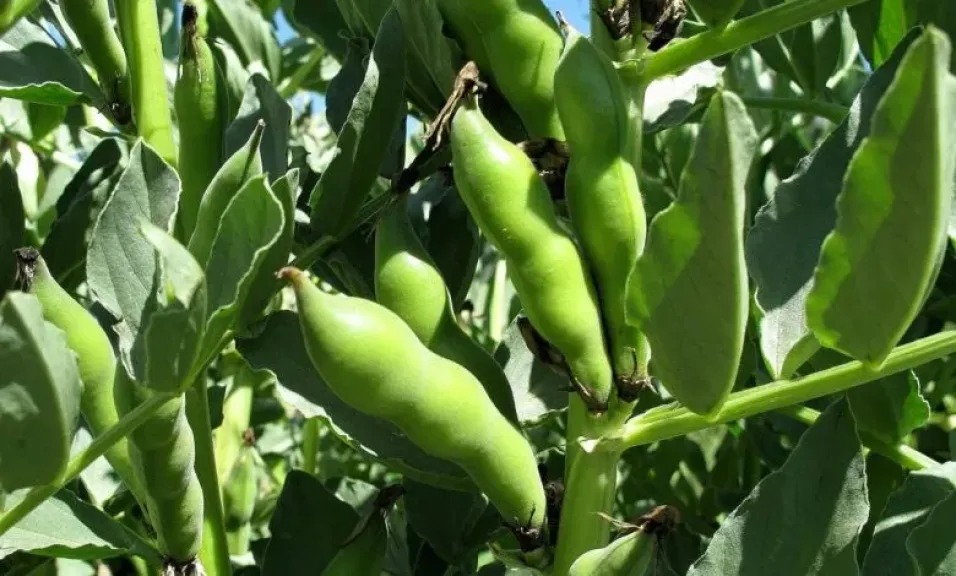 تعرف على أهم آفات الفول البلدي وكيفية مكافحتها